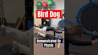 Bird Dog | Core Stability Exercise to Treat Sciatica