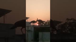 Peacock. On Terece