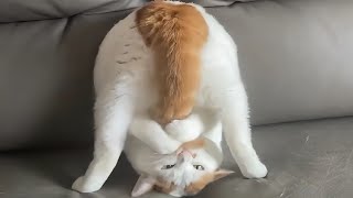 Dogs and Cats Act Naturally – No Script Needed, Still Laughing Out Loud!😅🤣😁😹🐶