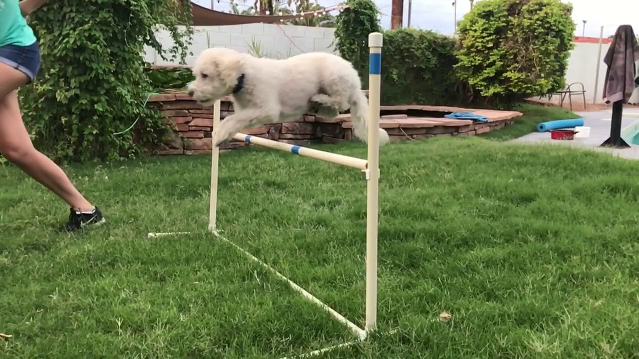 White man can't jump. But white dog can! YouTube