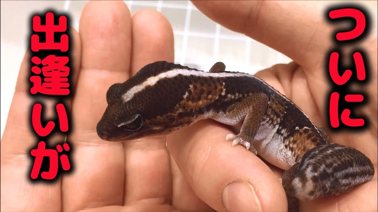 ニシアフリカトカゲモドキ お迎え ニシアフ Hemitheconyx caudicinctus
