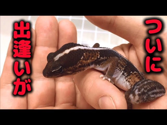 ニシアフリカトカゲモドキ お迎え ニシアフ Hemitheconyx caudicinctus