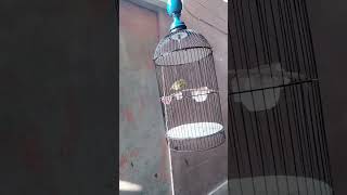 Download Lagu pleci nembak nobita MP3