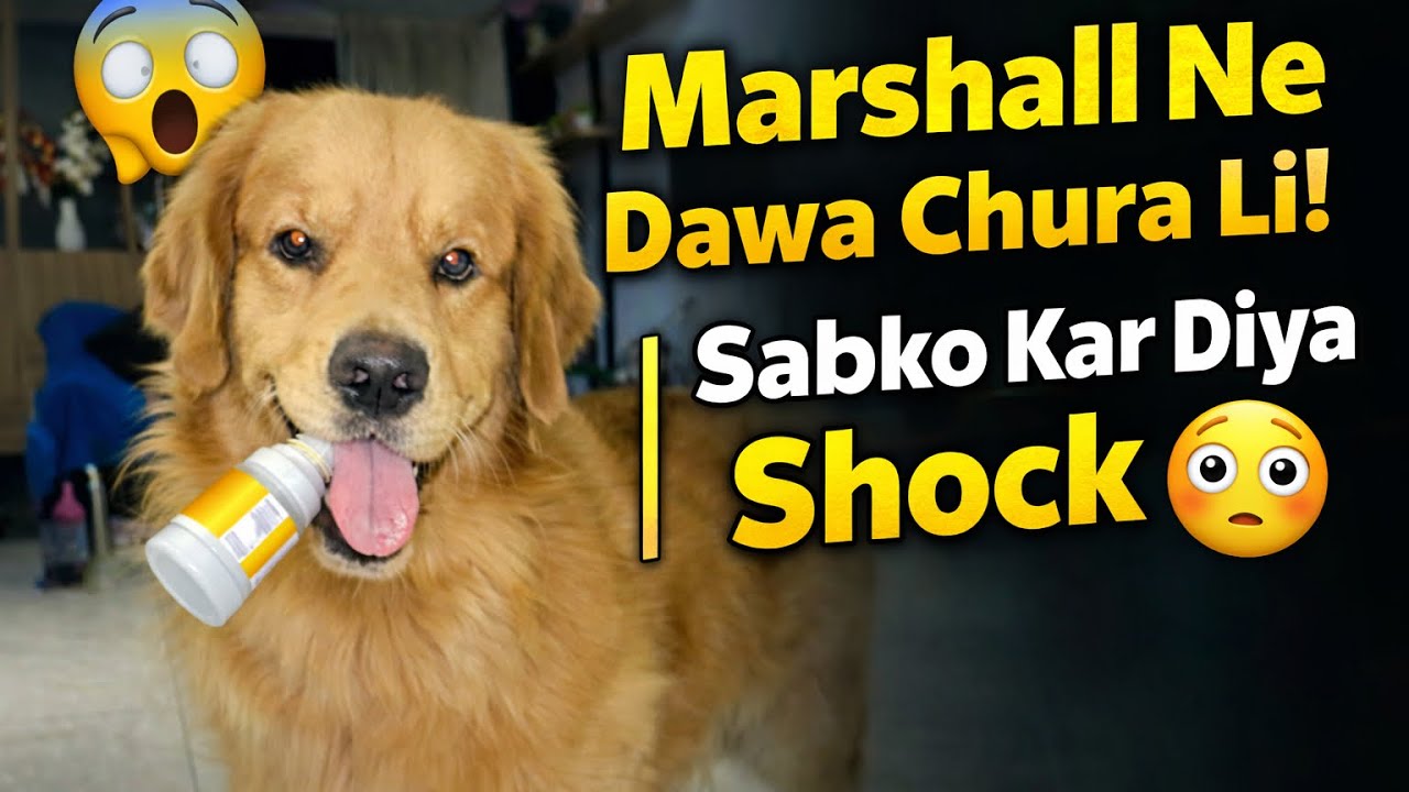 😱 Marshall Ne Dawa Chura Li! | Sabko Kar Diya Shock 😳@Marshalandsrushti 