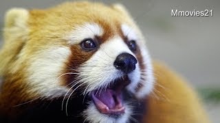 キンはりんご、ギンはぶどうから~Red Panda