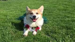 Sneakers the Corgi in a Hula Skirt