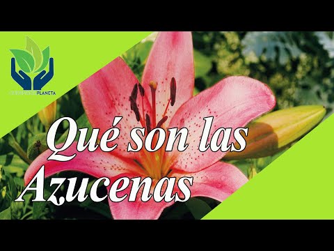 Video: Azucenas: Tipos Populares Y Características