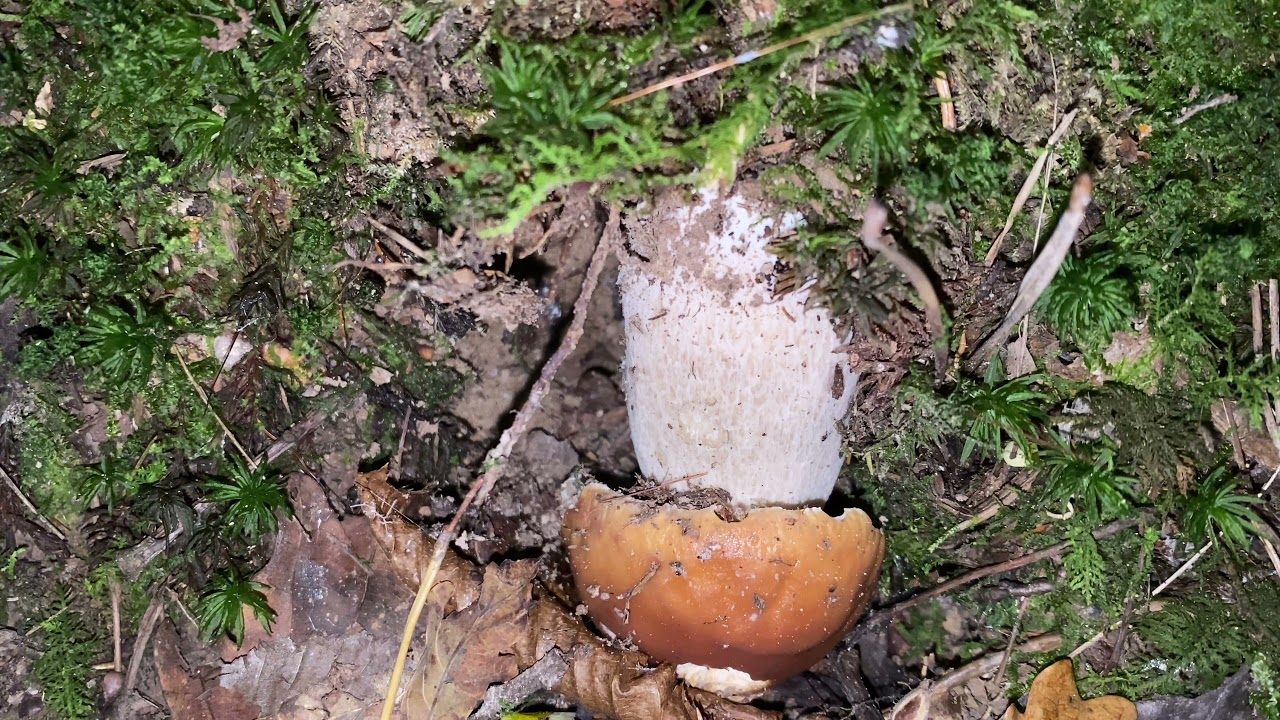 Boletus edulis (Белый гриб), October 22, 2021