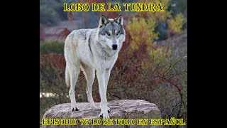 Lobo de la Tundra (Canis Lupus Albus) - Lo se todo en Español