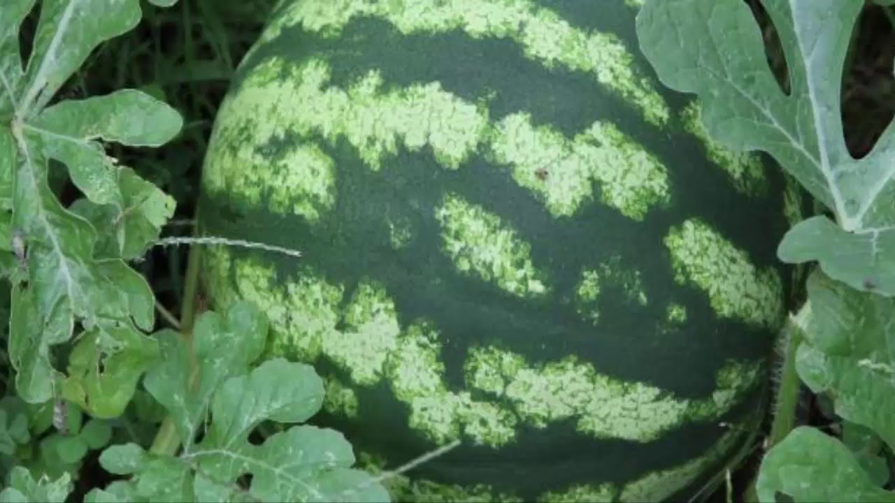 تعرفوا على فوائد البطيخ الأحمر 