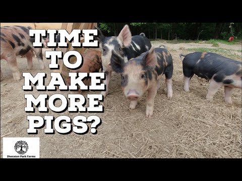 Pastured Pig Breeding - Is My Pig In Heat?