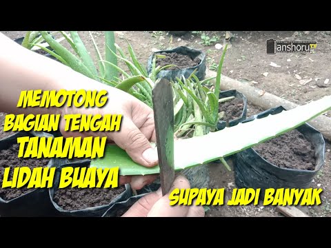 Video: Menumbuhkan Lidah Buaya - Agave