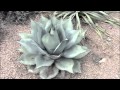 Ideas Landscape Garden Cactus