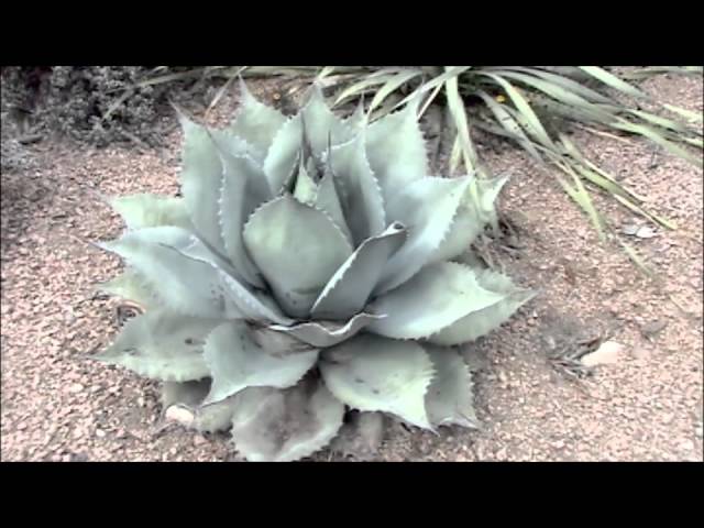 005 - Paradise Garden - The Texas Hill Country Landscape (Cacti &  Succulents)