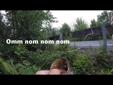 bass fishing at night Spending Summer in the Creek Lippin Bass. Catching Up Episode 12.