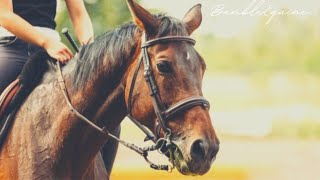 Paradise | Equestrian Music Video