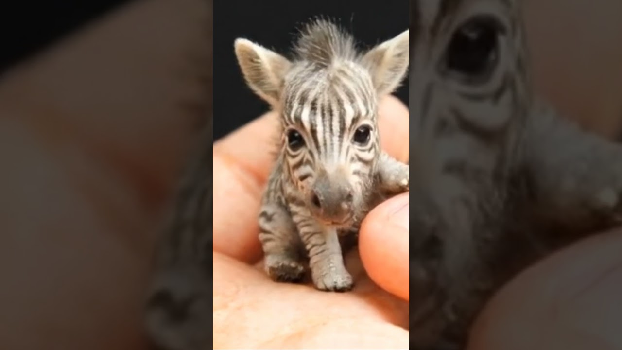 Into the Wild: Exploring Lush Jungles and Starry Skies""Jungle Adventures: Nature's Hidden Treasures