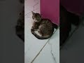 Kitty and Cat are sleeping 🌧⛈️