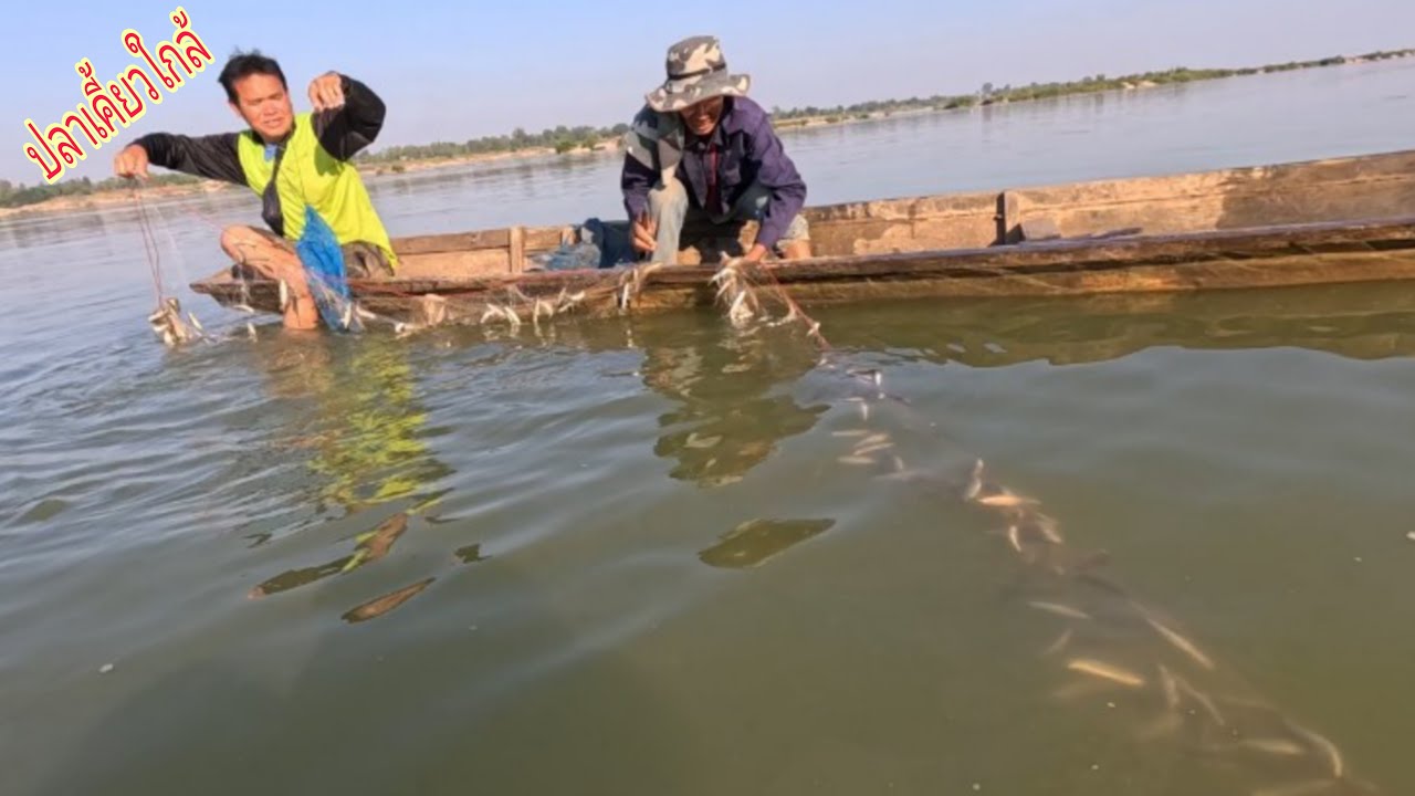 เกือบ10ปีกำลังเห็นมาปลาเคี้ยวใกล้แม่น้ำโขงโคตรเยอะ/นาเวียงแกอินดี้
