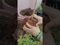 हमने अपने छत के बगीचे में एक अल्मांडा पौधा लगाया। ☘️🌱🌵🌾 #garden #plantcare #terracegardenindia
