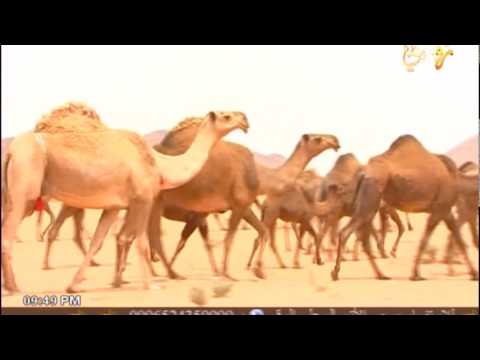 مهلي الحشاش وقفت لي ماقف مخطور