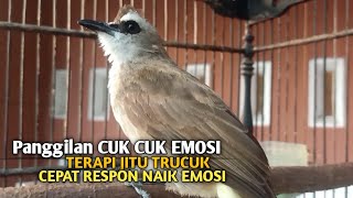 Trucuk BETINA memanggil Jantan Suara Birahi Ngecuplik 100% pancingan trucukan gacor agar BUNYI EMOSI