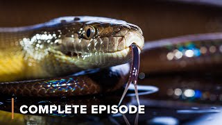 Arabia's Desert Predators | Arabian Inferno 102+103
