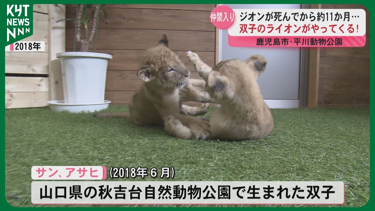 Twin lions join Hirakawa Zoo on the 17th of this month! - YouTube