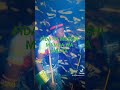 FIDA YA MBESHI MAMBA 2026 Gamba Ngussa Msambazaji 