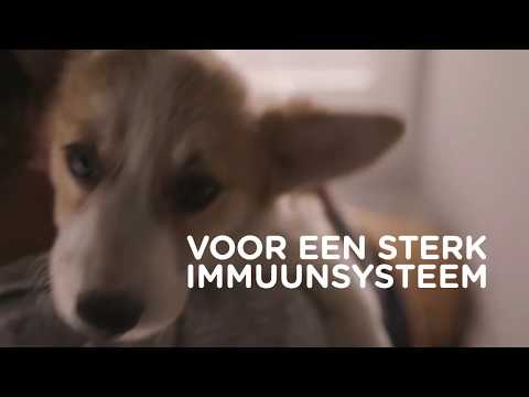 Video: De Beste Voedingsmethode Voor Uw Hond Kiezen