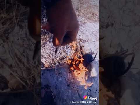 عمر الشجر ماقال محتاج مية ياا بتسقيه يابموت بكرامة ص 