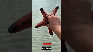 #facts  #usa #shorts #starfish #sea #beach #nature