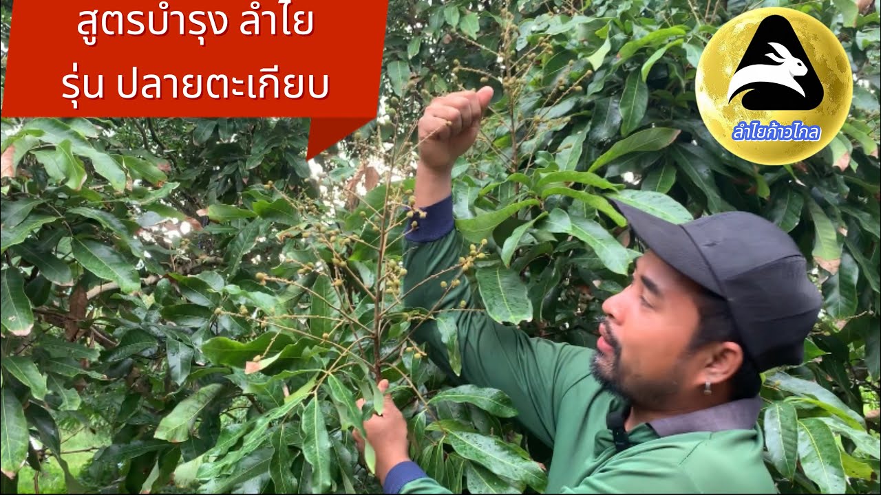 #สูตรบำรุงลำไยรุ่นปลายตะเกียบพร้อมสร้างเปลือก #สูตรบำรุงผลอ่อนลำไยระยะกลาง