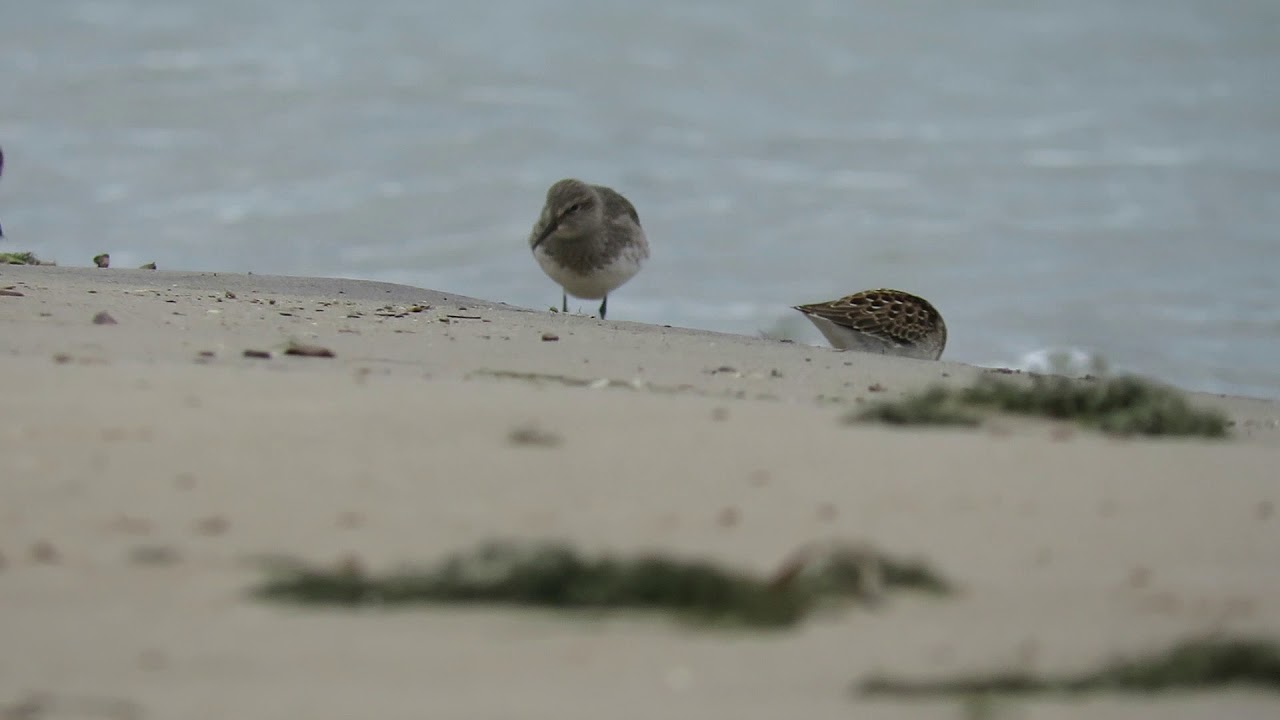 White-rumped Sandpiper, Sanderling, Semipalmated Sandpiper & Least