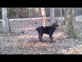 The riddick of manmade kennels huge xl bully seal black panther