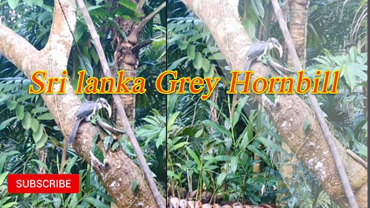 Bird- Grey Hornbill l sri lanka 