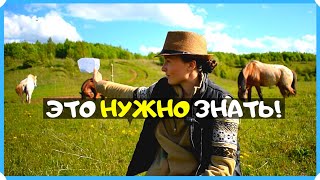 Что нужно знать и учитывать прежде чем купить лошадь