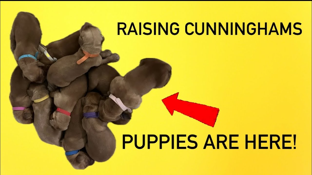 Welping puppies!