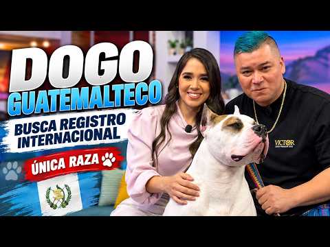 Dogo Guatemalteco busca registro internacional como única raza canina de Centroamérica