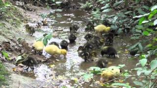 A Documentary About Ducks