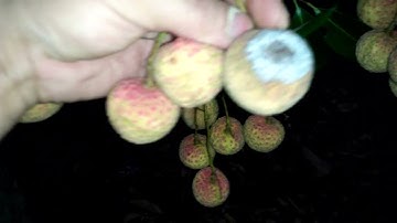 Bệnh Mốc sương có thể hỏng hết vườn vải trong mấy ngày.