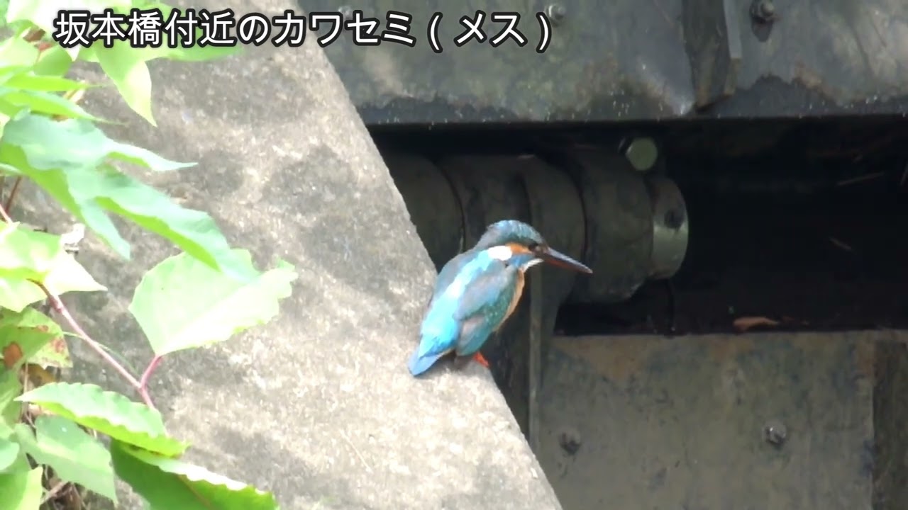 カワセミ動画その341(k2026 07 04 v) - YouTube