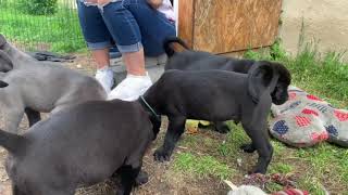 Cane Corso Welpen