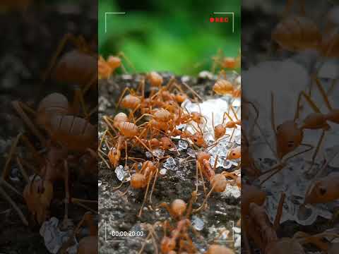 🐜 Miniature Marvels: Macro Cinematic View of Red Ants enjoying Sweet Sugar Treats 🐜