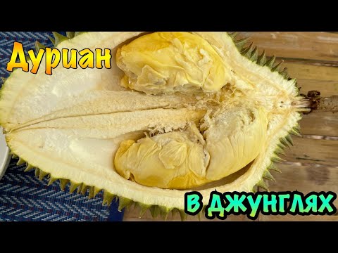 Загадочные джунгли Таиланда: Вековые деревья, Ферма Дурианов и потрясающая красота!