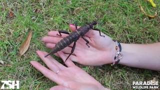 Big Bug Bonanza - New Guinea Spiny Stick Insect