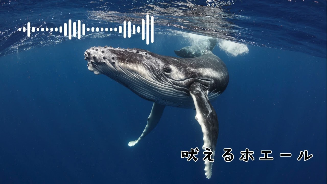 かわいいフリーBGM｜吠えるホエール