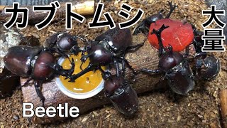 カブトムシに昆虫ゼリーを与えてみよう！