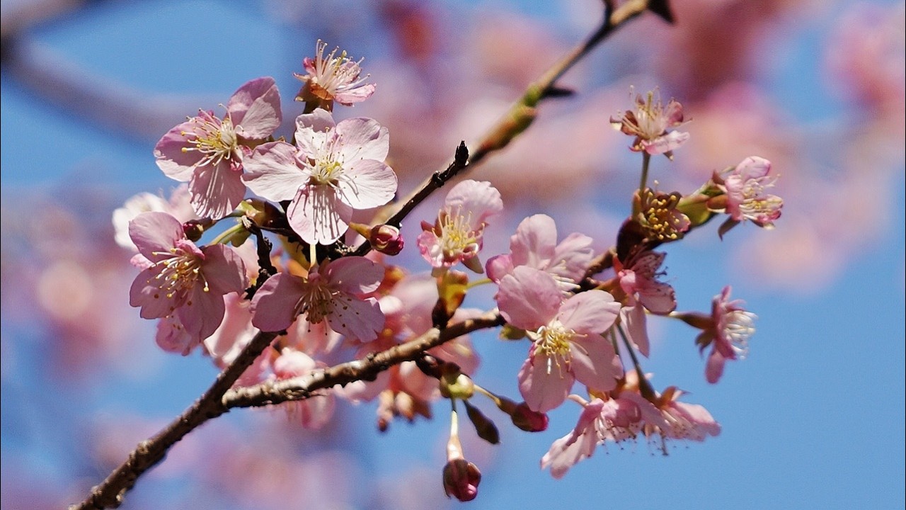 2026 横浜　Matano Villa Garden  河津桜　春です !!