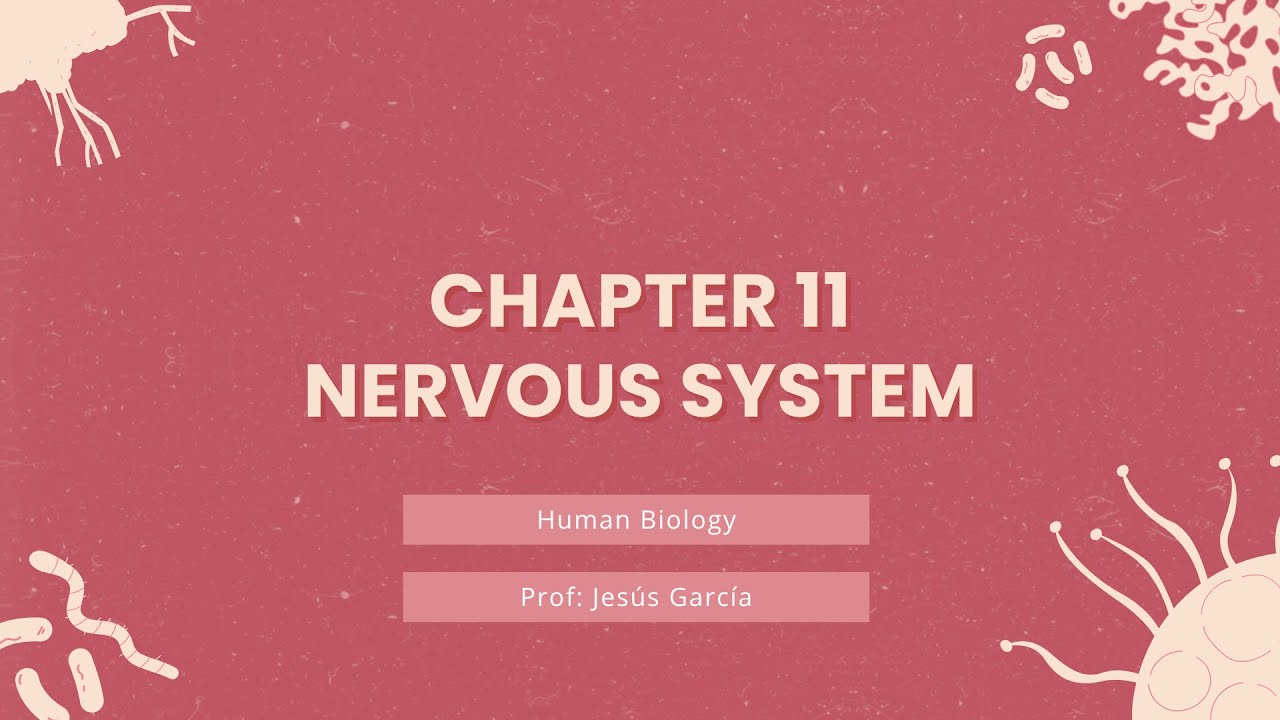 Chapter 11 - The Nervous System